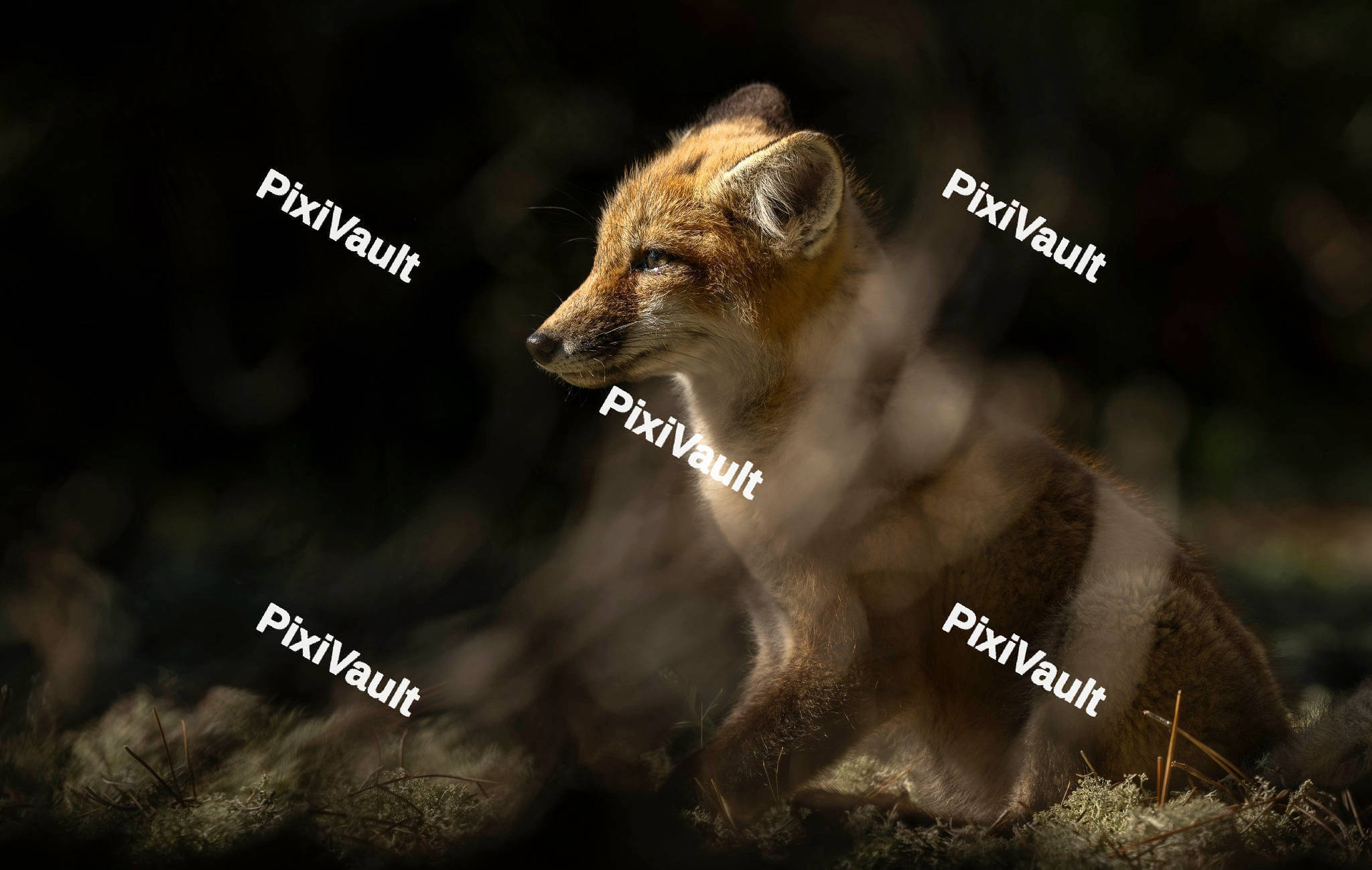 Baby Fox